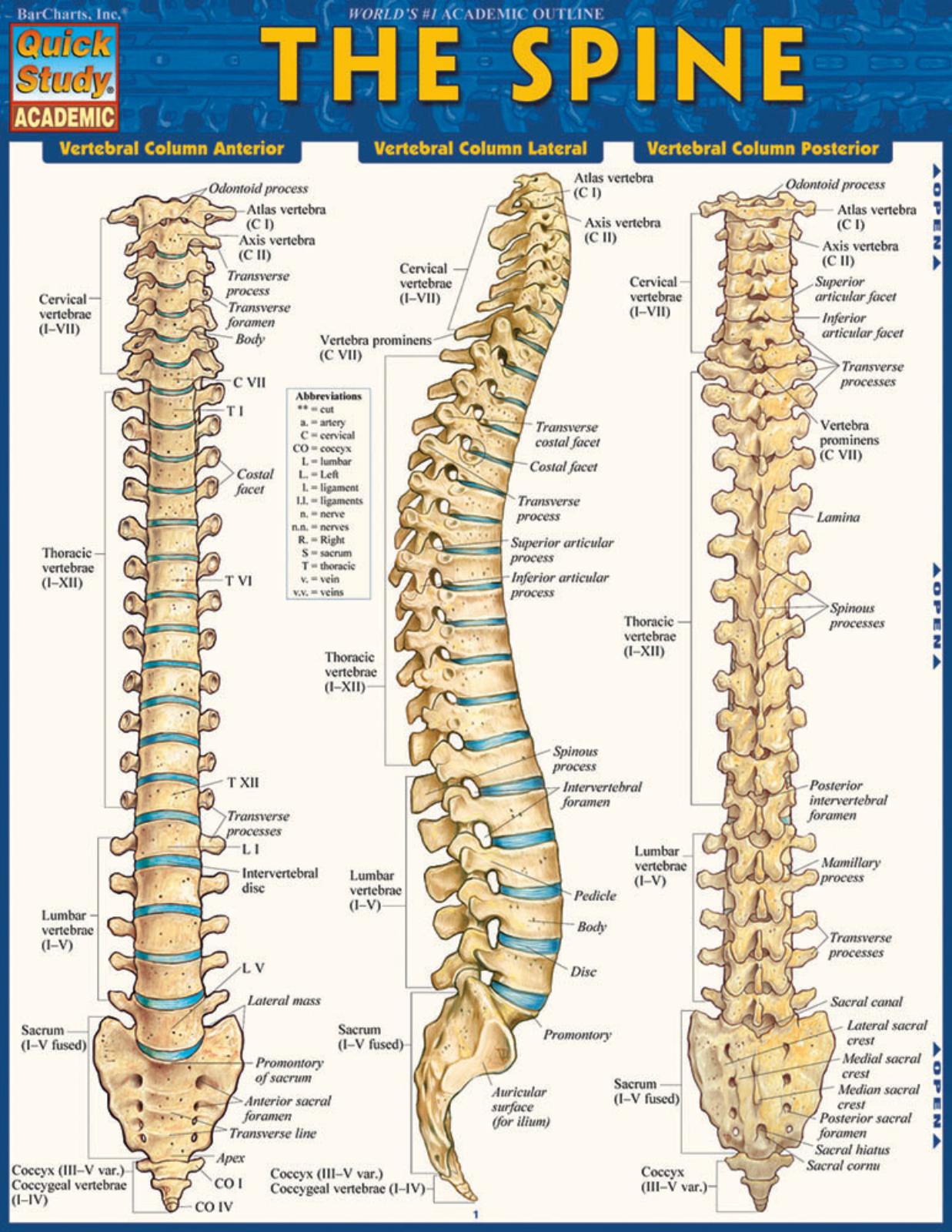 THE SPINE