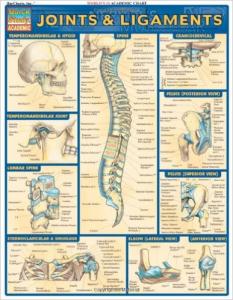 1572226846 Joints & Ligaments
