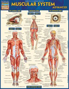 9781423217725 Muscular System - Advanced