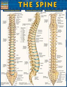 9781423220237 The Spine