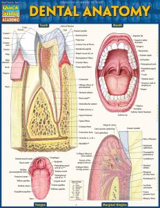 9781423233107 Dental Anatomy
